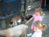 The girls pet some goats_th.jpg 7.5K